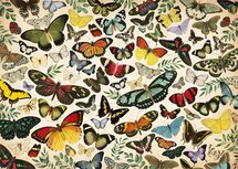 legpuzzel Butterfly Poster 1000 stukjes