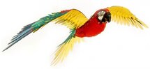 Iconx Parrot Jubilee Macaw modelbouwset